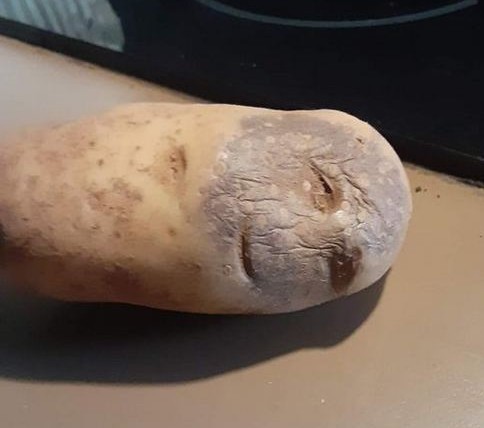 Сиськи
