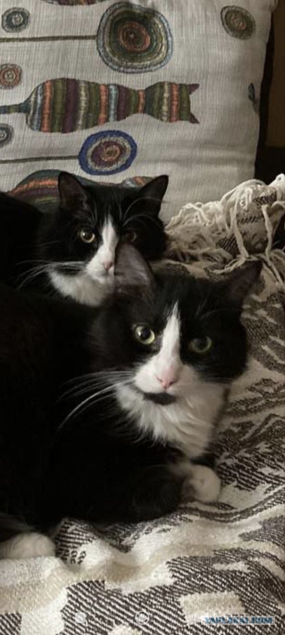 Котейка на укотовление