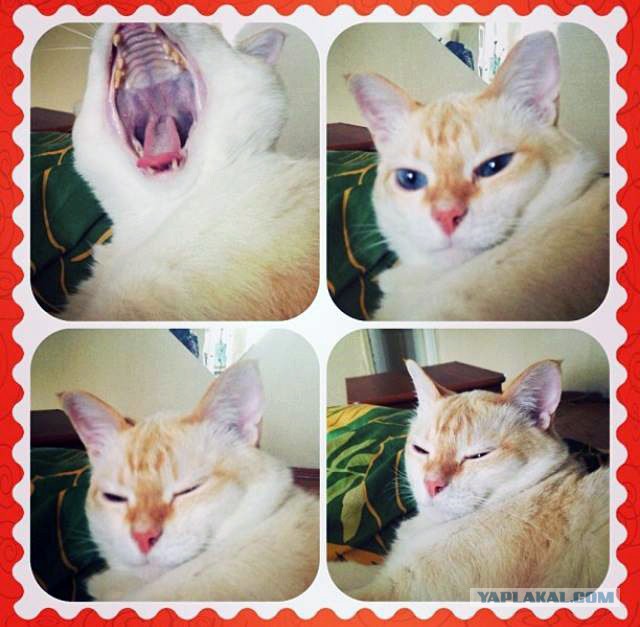 Котовторник  28.01.14