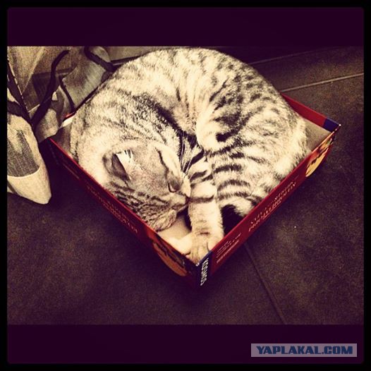 Котовторник 04.03.2014