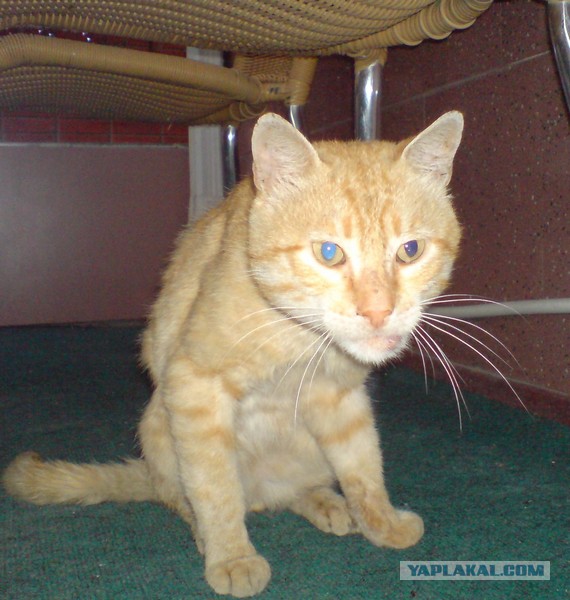 Котовторник  08.04.2014