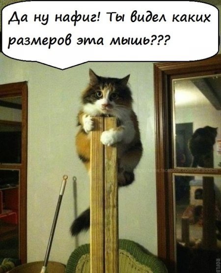 Смешные картинки