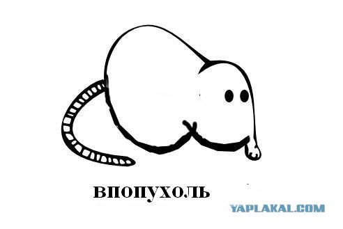 Классификация выхухолей