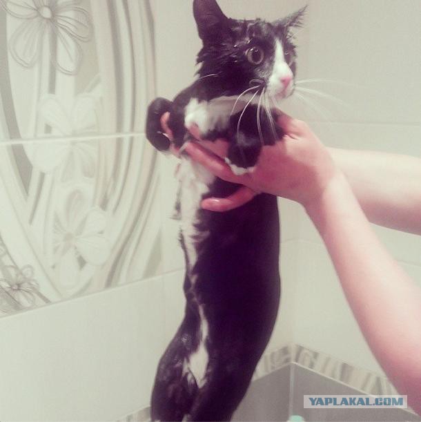 С Котовторником!