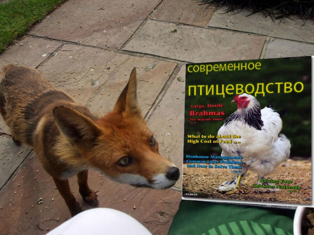 Лисята тоже могут быть