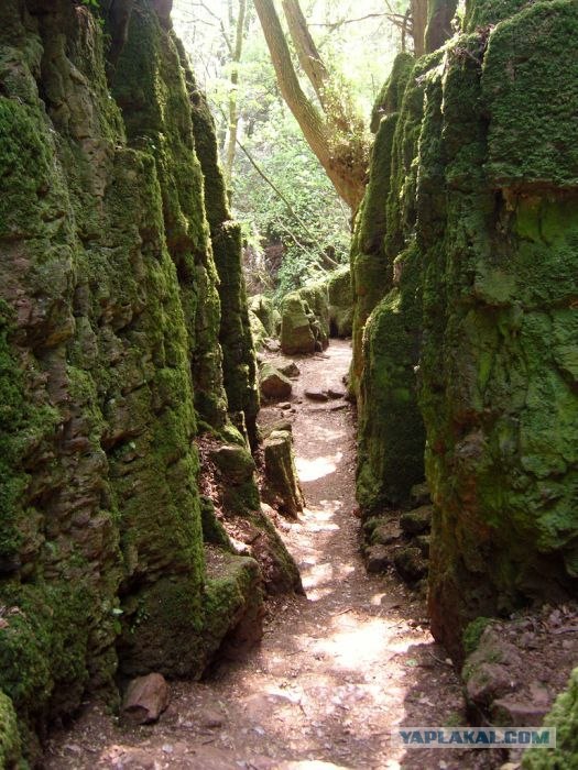Puzzlewood - загадочный лес (19 фото)
