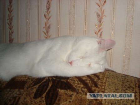 Коты, постигшие искусство сон-фу.