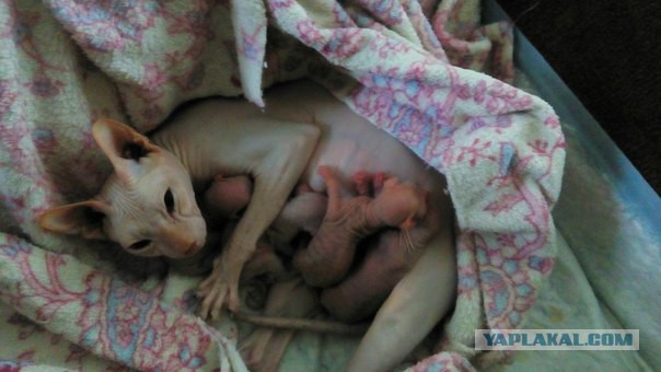 Котовторник