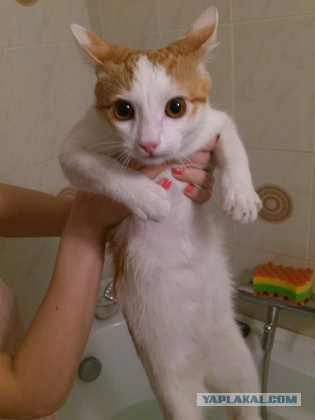 Котовторник 15-09-2015 !