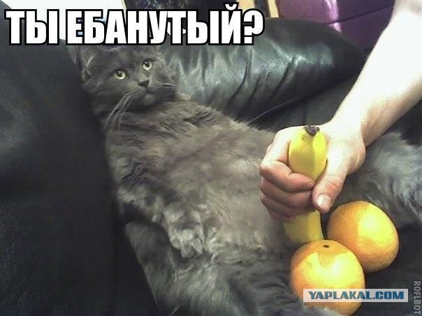 Хорёк поймал кошку и ...!