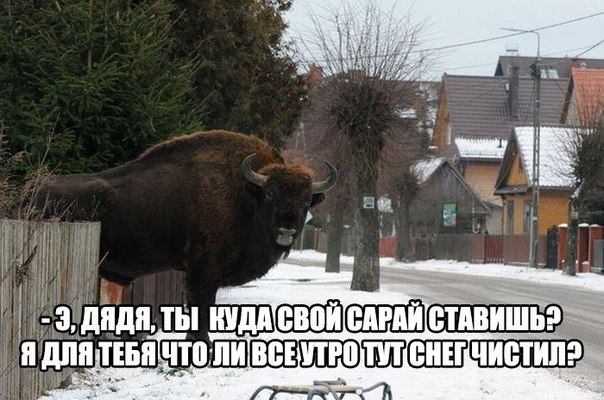 Пучок смешных картинок