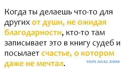 Вторая жизнь полуживой бродячей собаки