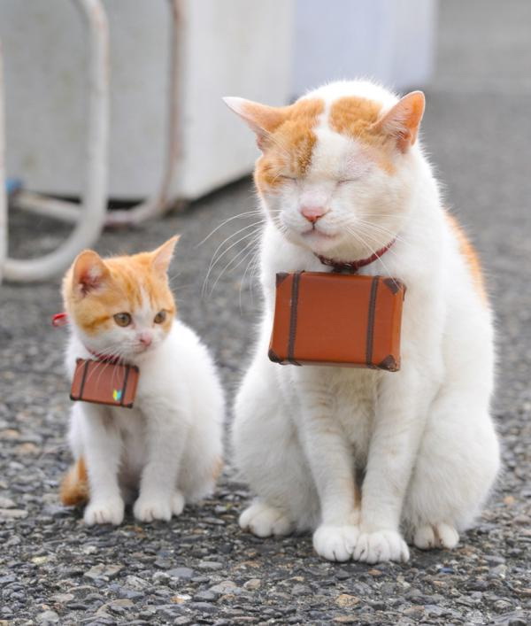 Скотинки - Животинки