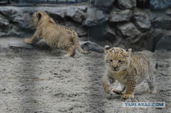 Подборка картинок 04.03.16