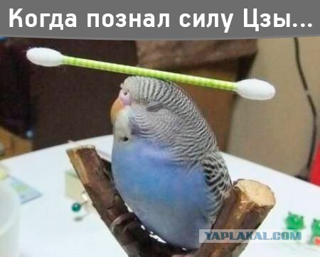 Картинки из сети