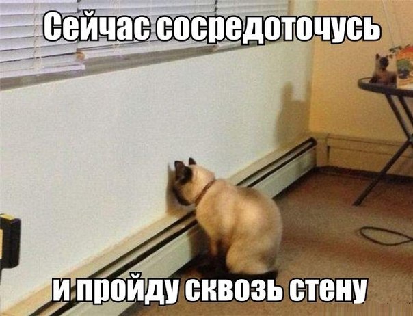 Мохнатые беспредельщики