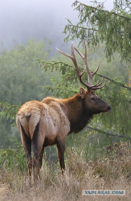 Всем нашим встречам,  увы, разлуки суждены...