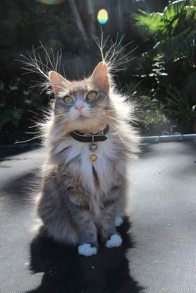 Божьи твари