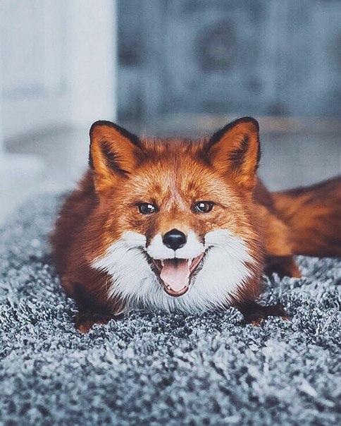 Прикольные животные