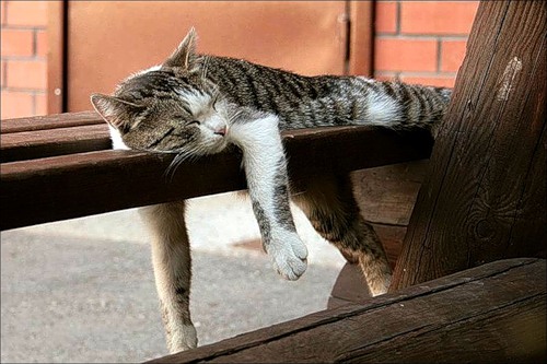 Коты из сети