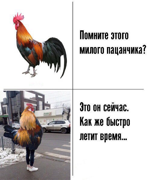 Веселые картинки...