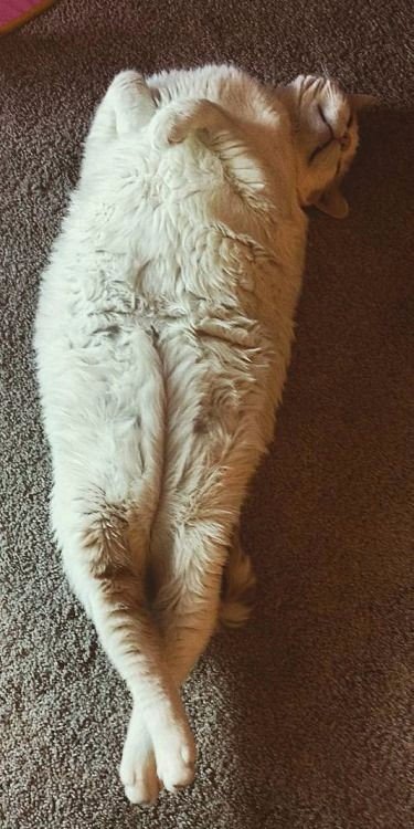 Коты из сети