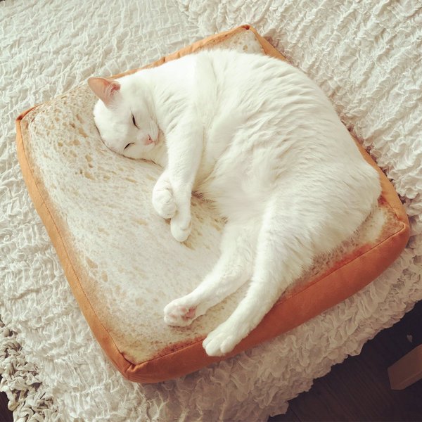 Коты и Кошки