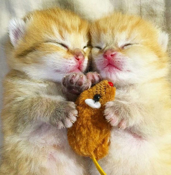 Коты и Кошки