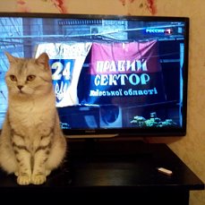 Котовторник 13.03.2018