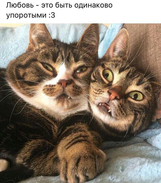 Фотобомбы котов