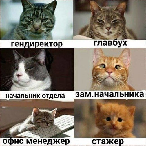 Фотобомбы котов