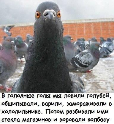 "Никакого праздника". В Пензе выпускник попытался запустить в небо мёртвого голубя