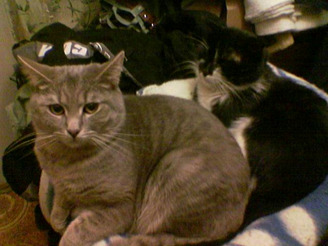 Котомет на вторник 08.04.08