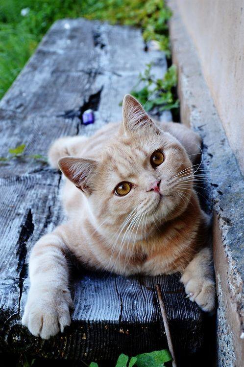 Котовторник 19.06.2018