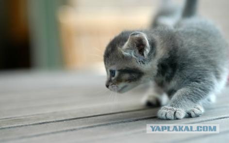 УРРААА ! Котовторник на ЯПлакалъ !