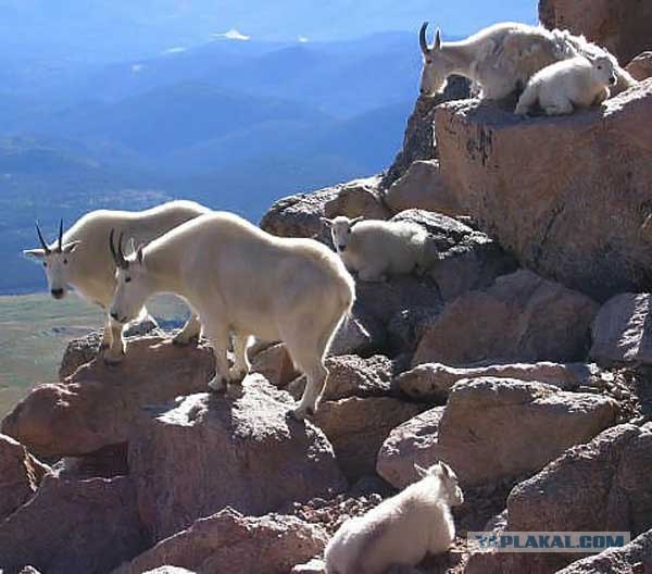 Гордые козлы из Колорадо