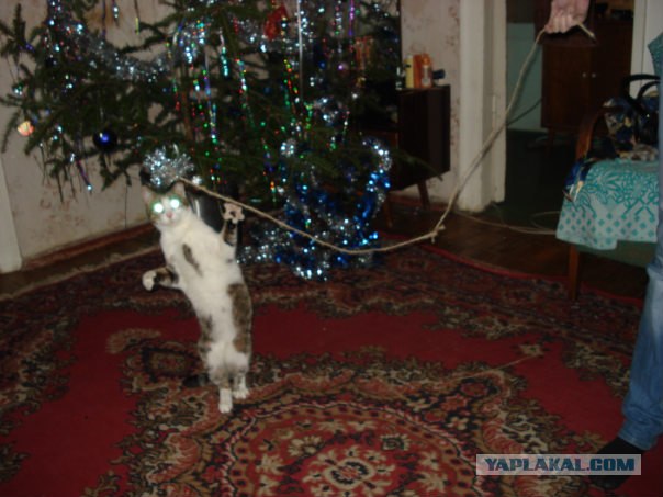 Последний Котовторник... октября :)