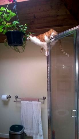 Кошачье любопытство