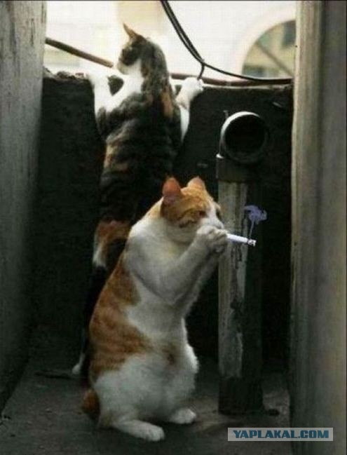 Сегодня котовторник, а котиков все нет
