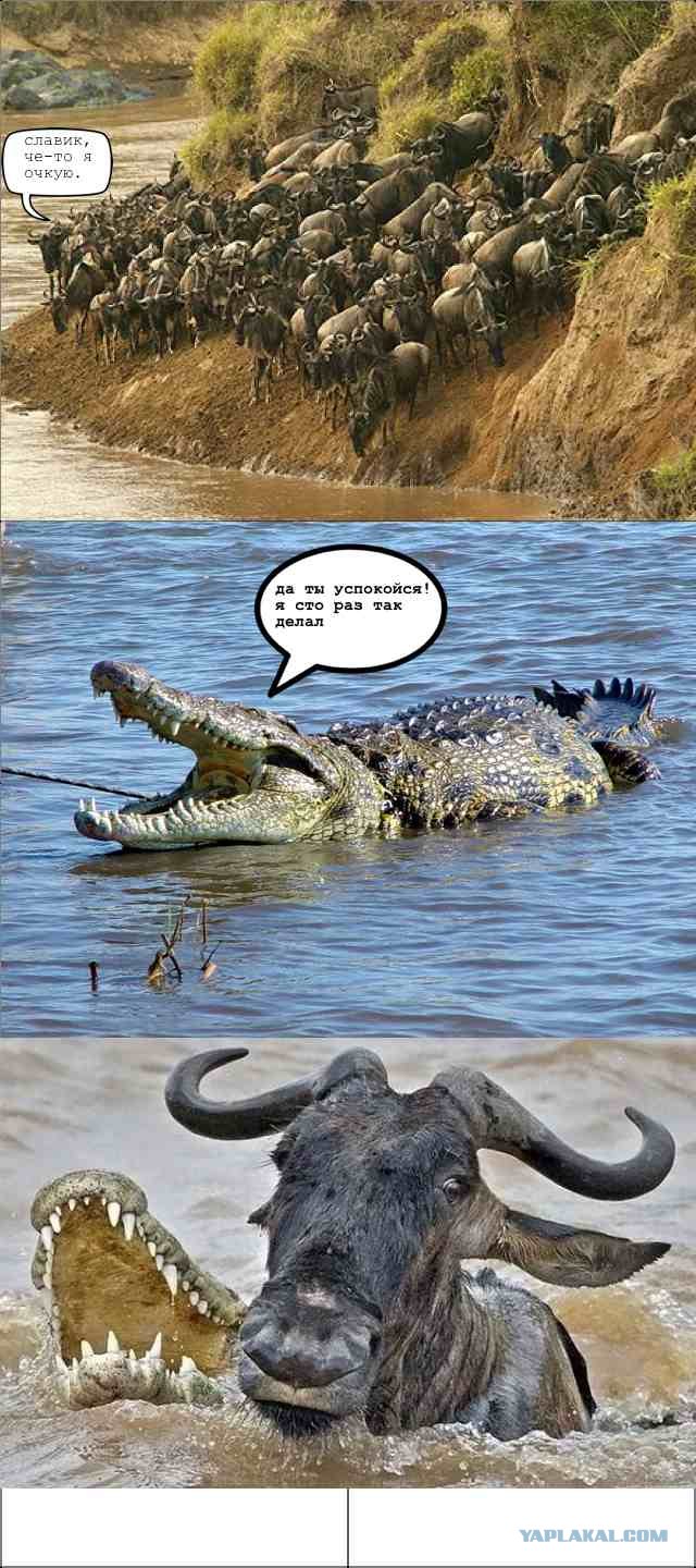Крокодил vs антилопы - трагедия на переправе