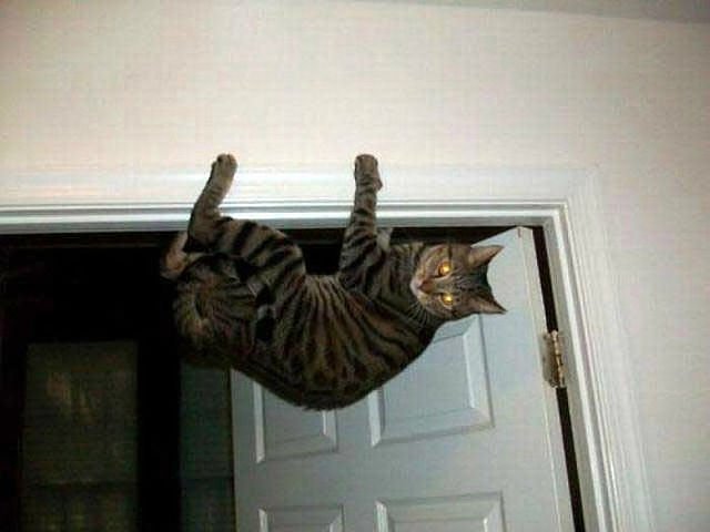 Котовторник!