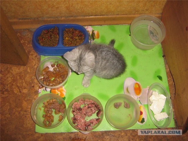 Котовторник 24.04.2012