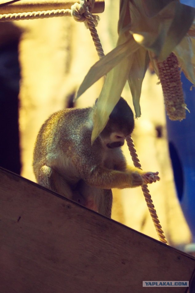 Московский зоопарк