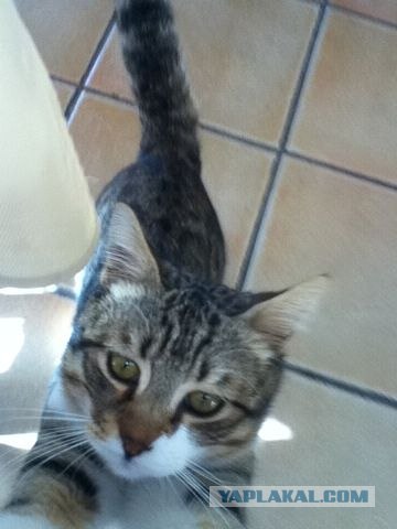 Котовторник 29.01.2013