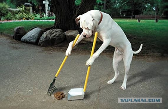 Собакам запретили появляться в общественных местах