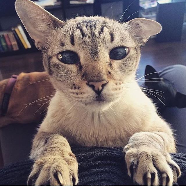 Забавные фото котеек