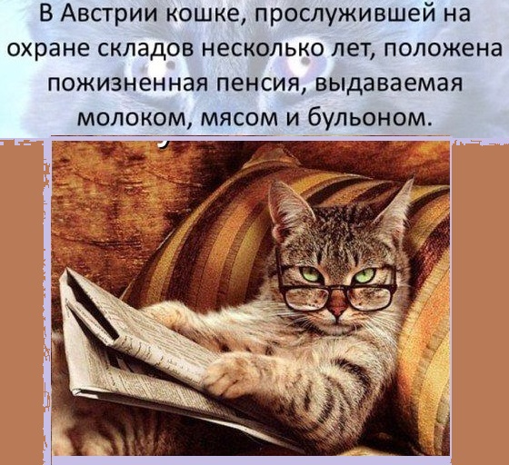 8 основных законов котиков