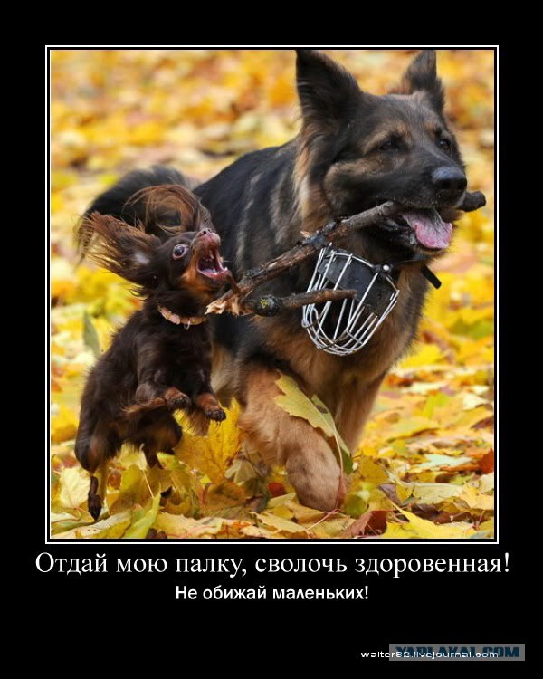 Фотожаба: Ракурс