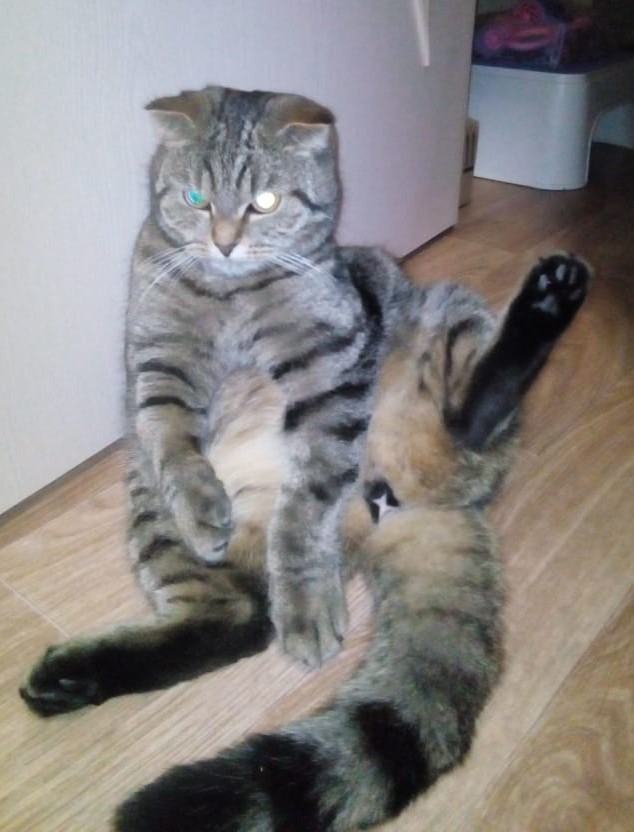 Котовторник. Поговорим о кличках, друзья