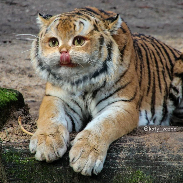Коты, кругом одни коты ☺